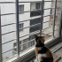 Garip bebek yuva arıyor fotoğraf