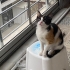 Garip bebek yuva arıyor fotoğraf