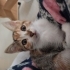 Calico Cinsi Bebiş fotoğraf