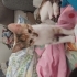 Calico Cinsi Bebiş fotoğraf