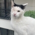 Korsan Kartopu Yuvasını Arıyor fotoğraf