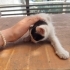 Minik bebişlere acil yuva fotoğraf