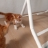 Erkek sarman yavruya yuva arıyoruz Acill fotoğraf