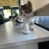 İZMİR MİNİK KIZLARIMIZA ÖMÜRLÜK YUVASINI ARIYORUZ fotoğraf