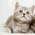2AYLIK BRITISH YAVRUSU DUMAN 0534 216 08 72 fotoğraf