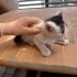 Minik bebişlere acil yuva arıyoruz fotoğraf