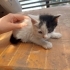 Minik bebişlere acil yuva arıyoruz fotoğraf