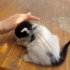 Minik bebişlere acil yuva arıyoruz fotoğraf