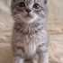 0534 216 08 72 / GÖLGE 2AYLIK BRITISH YAVRUSU (TANITICI MSJ RİCASIYLA) fotoğraf