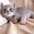 0534 216 08 72 / GÖLGE 2AYLIK BRITISH YAVRUSU (TANITICI MSJ RİCASIYLA) fotoğraf