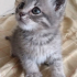 0534 216 08 72 / GÖLGE 2AYLIK BRITISH YAVRUSU (TANITICI MSJ RİCASIYLA) fotoğraf