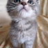 0534 216 08 72 / GÖLGE 2AYLIK BRITISH YAVRUSU (TANITICI MSJ RİCASIYLA) fotoğraf