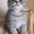 0534 216 08 72 / GÖLGE 2AYLIK BRITISH YAVRUSU (TANITICI MSJ RİCASIYLA) fotoğraf