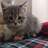 0534 216 08 72 / GÖLGE 2AYLIK BRITISH YAVRUSU (TANITICI MSJ RİCASIYLA) fotoğraf