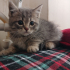 0534 216 08 72 / GÖLGE 2AYLIK BRITISH YAVRUSU (TANITICI MSJ RİCASIYLA) fotoğraf