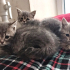 0534 216 08 72 / GÖLGE 2AYLIK BRITISH YAVRUSU (TANITICI MSJ RİCASIYLA) fotoğraf