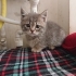 0534 216 08 72 / GÖLGE 2AYLIK BRITISH YAVRUSU (TANITICI MSJ RİCASIYLA) fotoğraf
