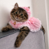 Acil sahiplendirme kedi fotoğraf