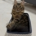 Acil sahiplendirme kedi fotoğraf