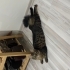 Acil sahiplendirme kedi fotoğraf