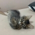 Acil sahiplendirme kedi fotoğraf