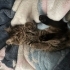 Acil sahiplendirme kedi fotoğraf