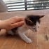 Minik bebişlere yuva arıyoruz fotoğraf