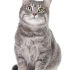0532 202 91 32 BRITISH SHORTHAIR MELEZİ KISIR OĞLUM ROMEO fotoğraf