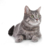 0532 202 91 32 BRITISH SHORTHAIR MELEZİ KISIR OĞLUM ROMEO fotoğraf