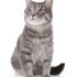0532 202 91 32 BRITISH SHORTHAIR MELEZİ KISIR OĞLUM ROMEO fotoğraf