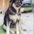 Karam isveç çoban köpeği yuva arıyor fotoğraf