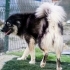 Karam isveç çoban köpeği yuva arıyor fotoğraf