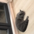 Canımız Oğlumuz Gölgeye Sıcak Bir Yuva Arıyoruz🐱 fotoğraf