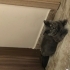 Canımız Oğlumuz Gölgeye Sıcak Bir Yuva Arıyoruz🐱 fotoğraf