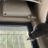 Canımız Oğlumuz Gölgeye Sıcak Bir Yuva Arıyoruz🐱 fotoğraf