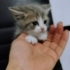 Bonibon bebeklere yuva fotoğraf