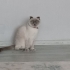 3 yaşında dişi scotic strayt kırık kulak fotoğraf
