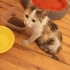 Gördüğüm en tatlı sevgi dolu ve savaşçı kızıma yuva arıyoruz fotoğraf