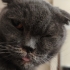 Scottish Fold Ücretsiz Sahiplendirme fotoğraf