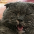 Scottish Fold Ücretsiz Sahiplendirme fotoğraf