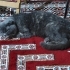 Scottish Fold Ücretsiz Sahiplendirme fotoğraf