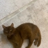 Chocolate British Shorthair, Erkek, Ücretsiz fotoğraf