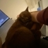 Chocolate British Shorthair, Erkek, Ücretsiz fotoğraf