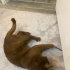 Chocolate British Shorthair, Erkek, Ücretsiz fotoğraf