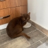Chocolate British Shorthair, Erkek, Ücretsiz fotoğraf