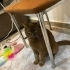 Chocolate British Shorthair, Erkek, Ücretsiz fotoğraf