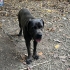 ÇİPLİ SAFKAN DİŞİ CANE CORSO ÜCRETSİZ fotoğraf