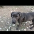 ÇİPLİ SAFKAN DİŞİ CANE CORSO ÜCRETSİZ fotoğraf