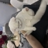 Kedime yuva arıyorum fotoğraf