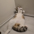 1 Yaşında Uslu ve Sakin British Shorthair Oğlumuza Yuva Arıyoruz fotoğraf